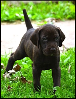 How To Whelp A Litter Of Puppies - 10 German Shorthair Born 