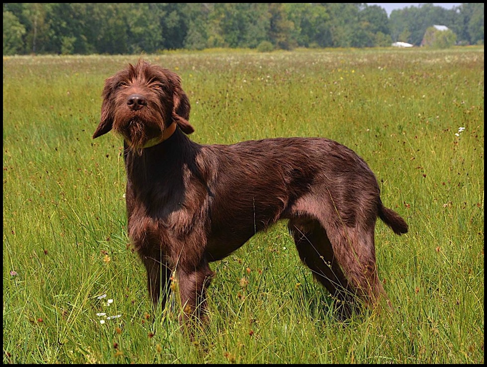 Pudelpointer temperament deals