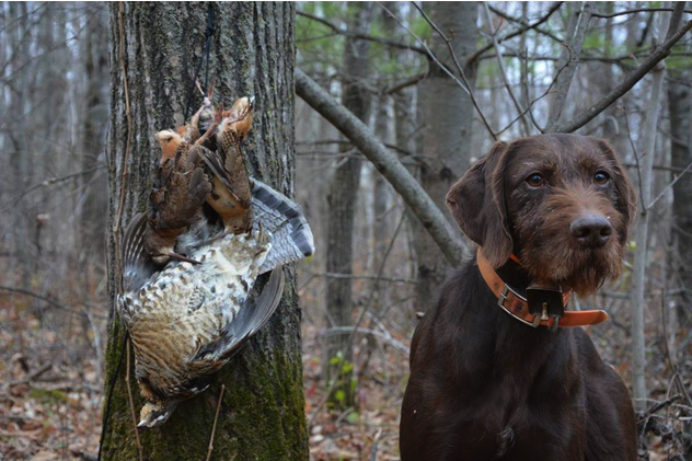 pudelpointer puppies